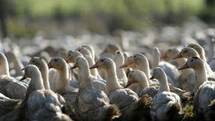 Grippe aviaire: l'Etat projette d'abattre plus d'un million d'animaux supplémentaires