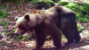 El número de osos aumentó en los Pirineos en 2021