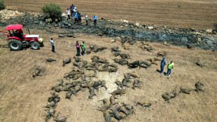 Feu de végétation en Turquie: au moins onze morts, hécatombe de bétail