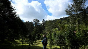 Guatemala protege de la Navidad al pinabete, árbol nativo cerca de desaparecer