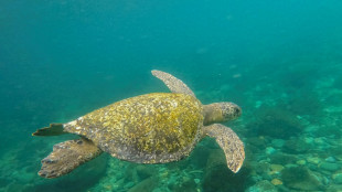 Conferencia mundial en Panamá buscará nuevos compromisos para proteger los océanos