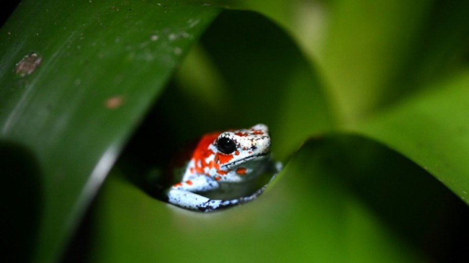 Lab-grown frogs: a Colombian's response to wildlife trafficking 