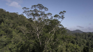 Des scientifiques atteignent le plus grand arbre de l'Amazonie