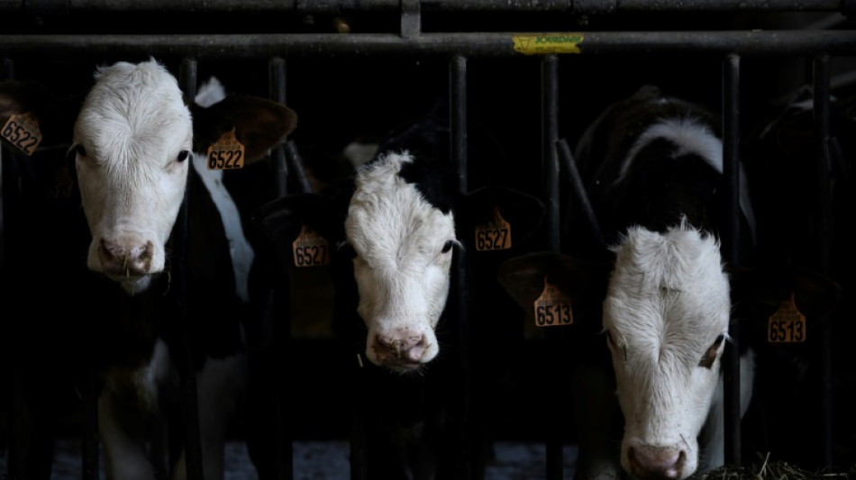 Foodwatch fordert aus Klimaschutzgründen Halbierung der Milchviehhaltung 