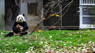 El Zoo de Washington devuelve a China tres pandas en medio de la tensión diplomática 