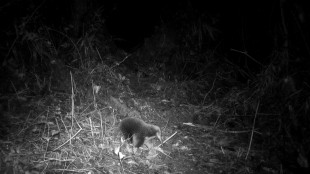 Elusive Attenborough echidna rediscovered in Indonesia