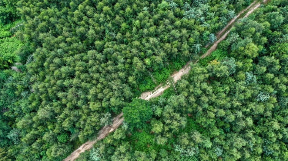 Waldbesitzer fordern wegen extremer Wetterlagen mehr Hilfen