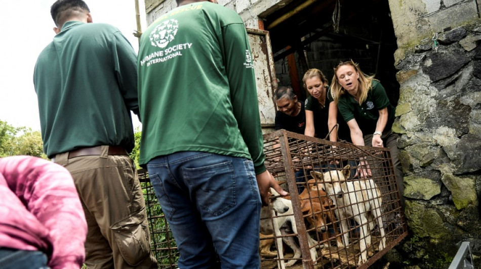 Mercado en Indonesia prohíbe comercio de carne de gato y perro