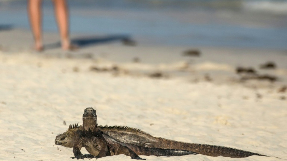 Ne pas nourrir les iguanes! C'est mauvais pour leur diabète
