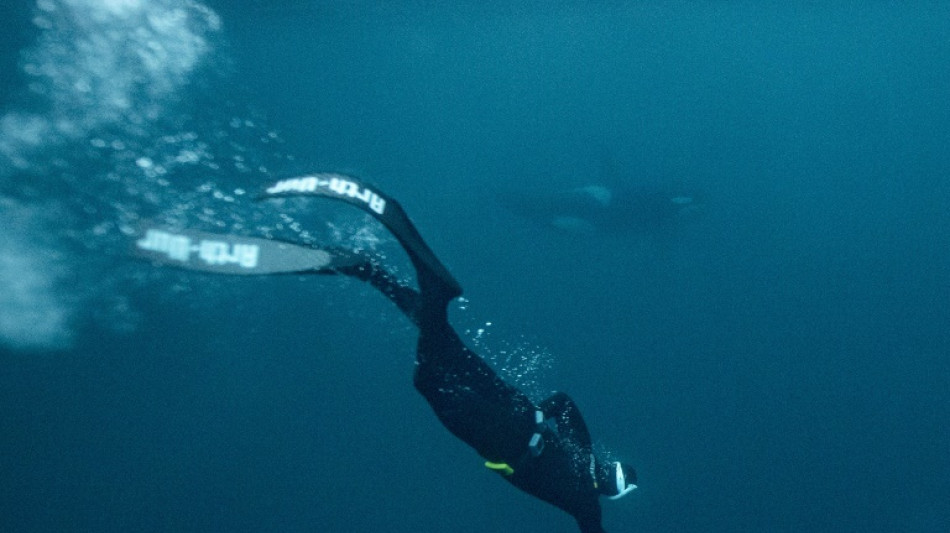 In Norway's icy seas, freediver dances with killer whales