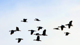 Los patos contaminados con mercurio tienen más probabilidad de contraer gripe aviaria (estudio)
