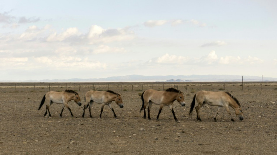Los zoológicos de Praga y Berlín vuelven a introducir caballos salvajes en Kazajistán