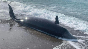 Sept baleines mortes découvertes sur la côte de Chypre