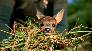In Belgian farmland, 'Saving Bambi' one dawn mission at a time