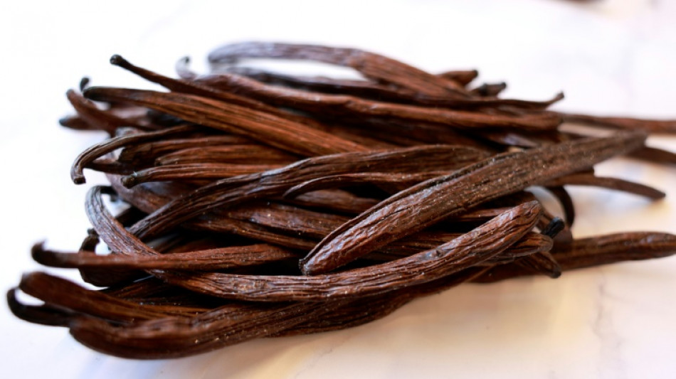 Vanilla spice: arid Israel produces potent tropical pods