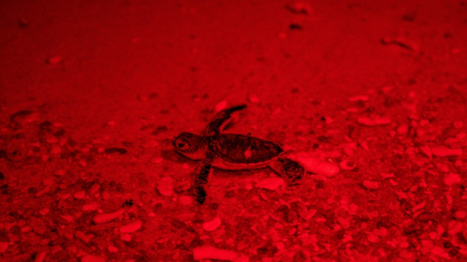 Malasia rescata a cientos de tortugas de la "Banda de las Tortugas Ninja"