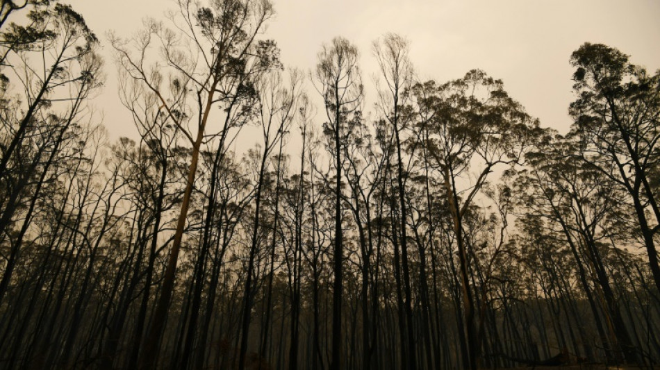 Llaman a pobladores a abandonar el este de Australia por los incendios forestales